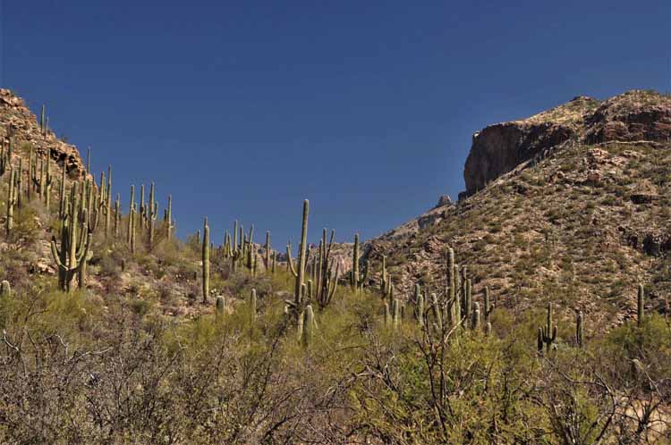 saguaro field